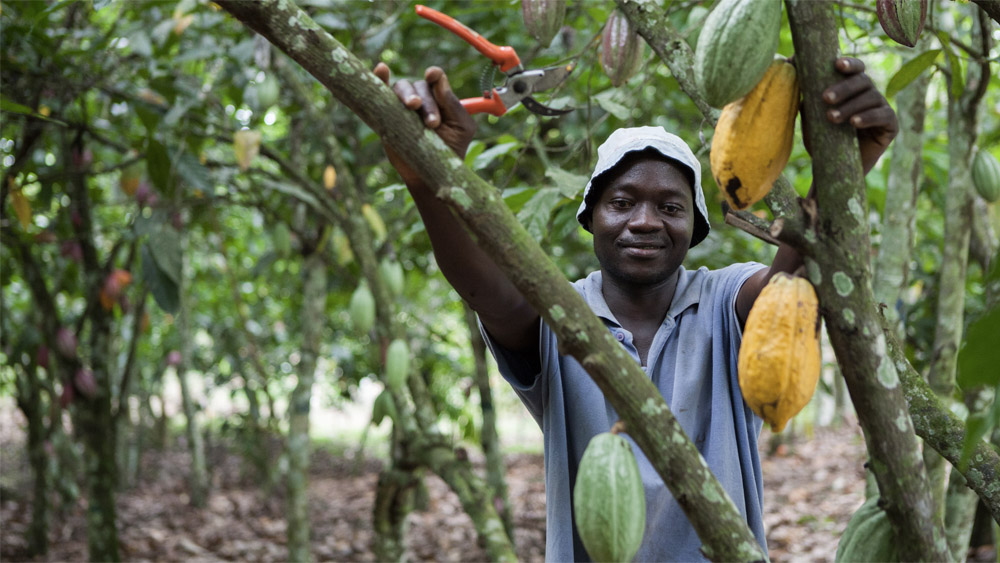 A farmer stands by cocoa pods growing on a tree
